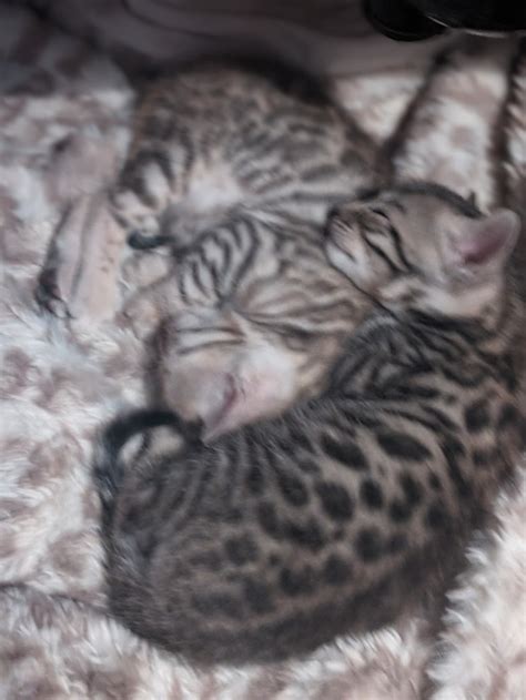 Bengal Beauties Cats And Kittens For Rehoming Bridgewater Kijiji