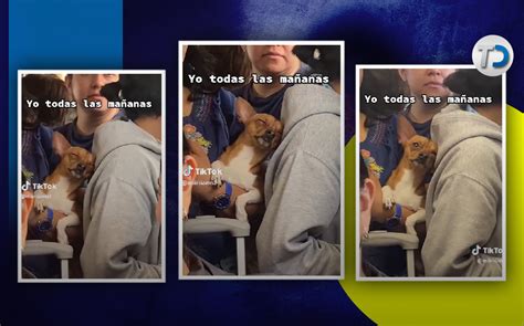 Perro Se Queda Dormido En El Metro De CDMX Y Se Hace Viral Telediario