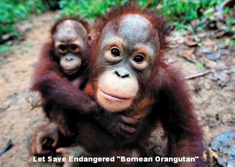 Prolonging me : Time To Speak UP !!: Why are Orangutans an Endangered ...