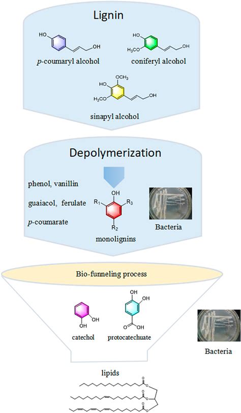 Frontiers Recent Biotechnology Advances In Bio Conversion Of Lignin