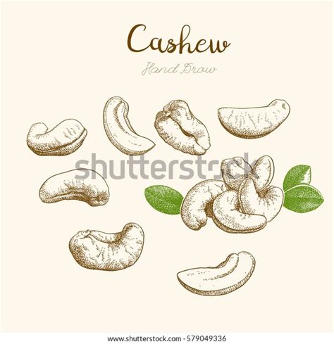 Cashew Handdrawn Sketch Stock Vector Royalty Free