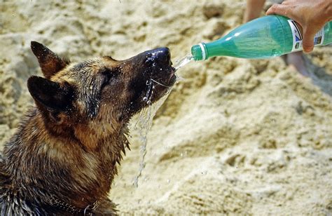 Canicule Et Animaux De Compagnie Les R Flexes Adopter Pour Les