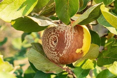 Pommier Culture et Variétés