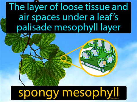 Spongy Mesophyll Definition & Image | GameSmartz