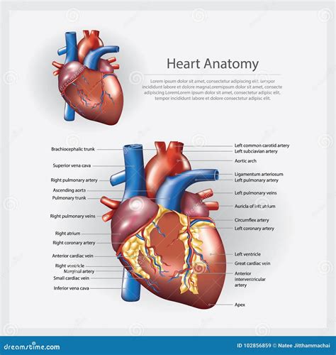 Human Heart Anatomy Vector Illustration Cartoondealer