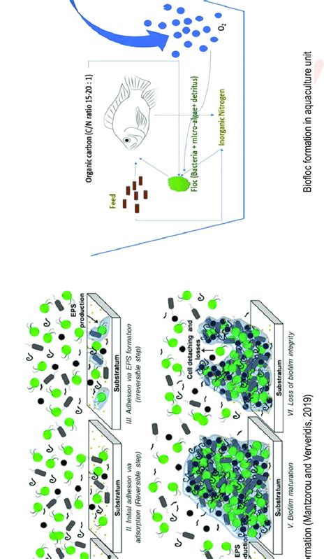 Microalgal Bacterial Biofilm And Biofloc Formation Download