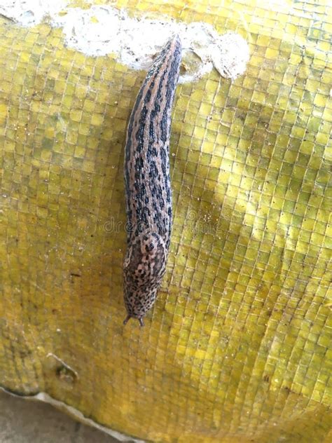 Naked Snail Stock Photo Image Of Beauty Slug Snail