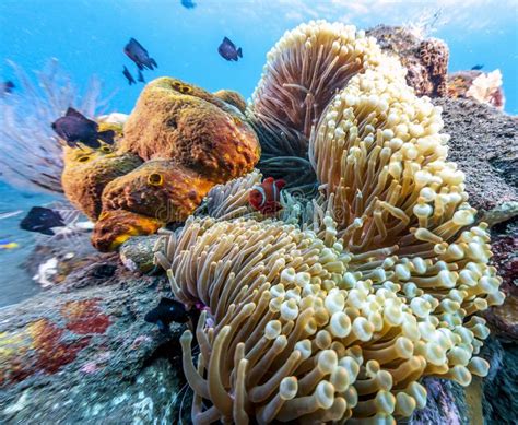 Coral Reef Off Coast Of Bali Stock Image Image Of Underwater Hard