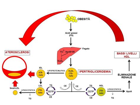 Qué Es La Dislipidemia Cómo Se Manifiesta Y Cuál Es Su Tratamiento