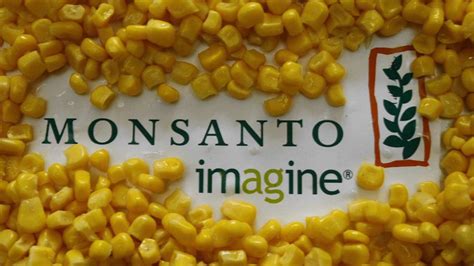 Le Conseil D Etat Annule L Interdiction Du Ma S Ogm Mon De Monsanto