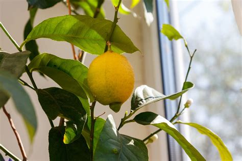 How To Grow Lemon Trees Indoors This Winter | The Family Handyman