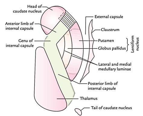 Internal Capsule Anatomy - Anatomical Charts & Posters