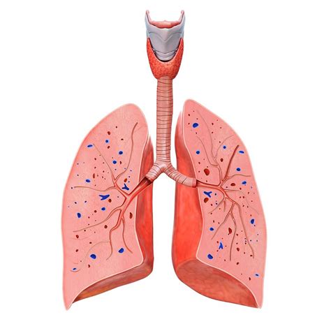 Human Trachea And Lungs Photograph By Pixologicstudio Science Photo