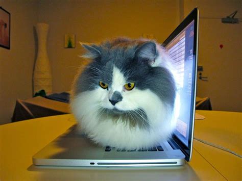 Laptop Cat Blank Template - Imgflip