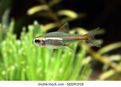 Neon Tetra Stock Photo 582091918 | Shutterstock