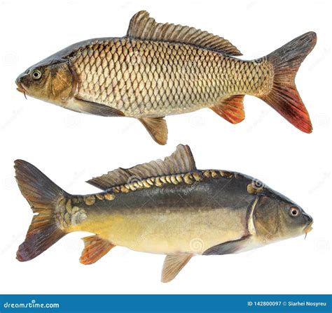 Fish Carp. Isolated Fish with and without Scales Stock Image - Image of