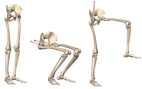 The hip joint reaction force is calculated during a simulation of hip... | Download Scientific ...