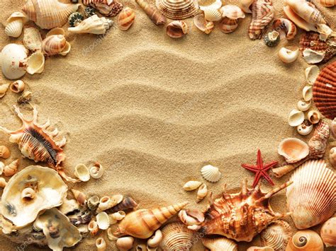 Sea Shell On Sand Stock Photo Irochka 5917094