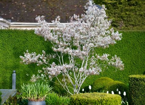 Small Tree – Snowy Mespilus or Juneberry (amelanchier Lamarckii