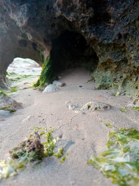 Planta De Algas Lavadas En La Orilla De Una Playa De Arena En Barwon