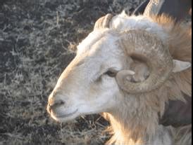 Horn Shape And Orientation Of Menz Sheep Spiral And Back Ward Left