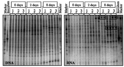 Analysis Of The Dgge Pro Fi Les Of The Different Reactors On Days 0 2 Download Scientific