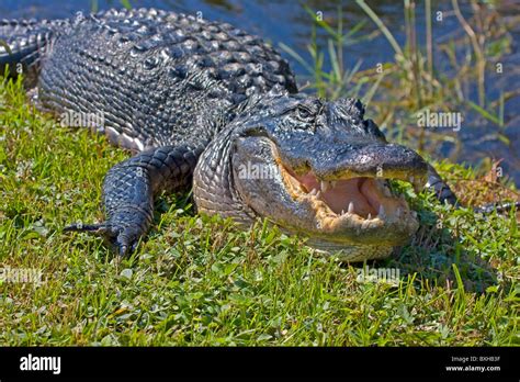 alligator wildlife  res stock photography  images alamy