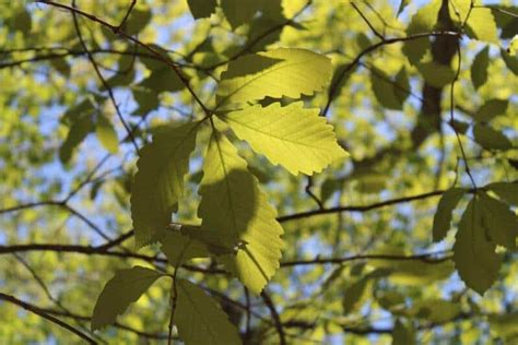 20 Different Types of Oak Trees