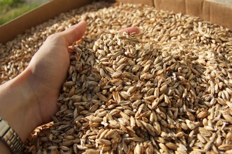 Spelt wheat - World Crops Database