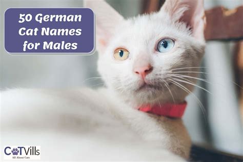 100 German Cat Names: Unique and Adorable Picks for Your Cat