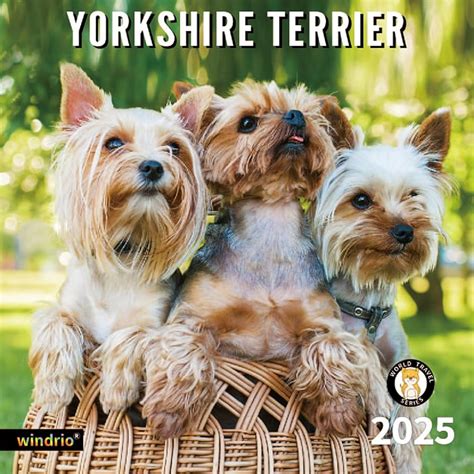 Yorkshire Terrier Calendar 2025 Karie Marleen