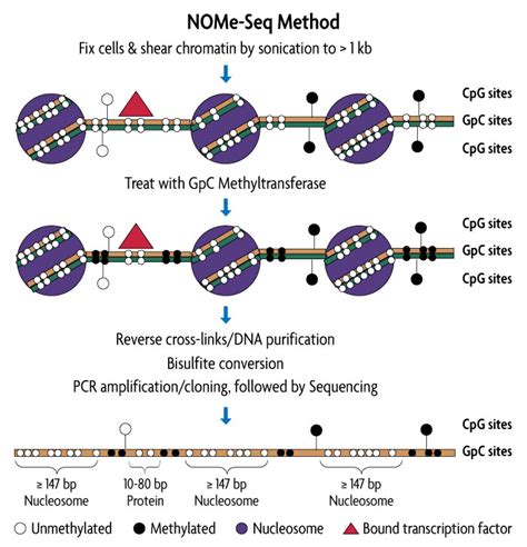 Nome Seq Nucleosome Occupancy And Methylome Sequencing