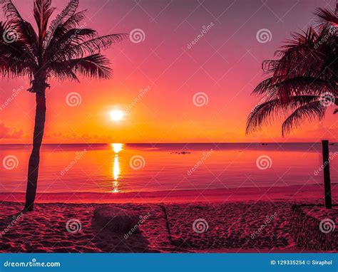 Beautiful Tropical Beach Sea And Ocean With Coconut Palm Tree At Stock