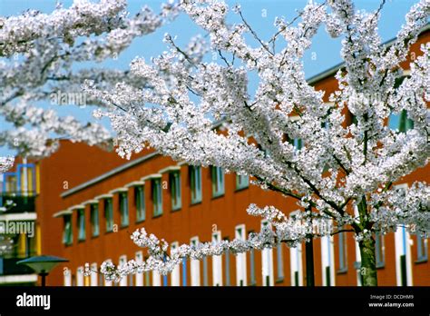 Yoshino Cherry Tree Prunus X Yedoensis ´akebono´ Almere The