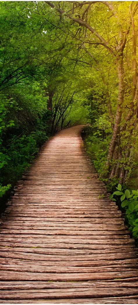 Door Wallpaper Wooden Path In The Forest Trees Nature Footbridge