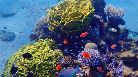 Biologia Marinha O Que É - Biologia Marinha No Brasil: Tudo que Você Precisa Saber!