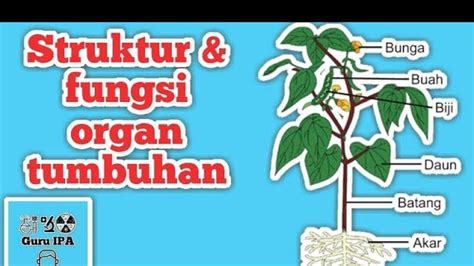 Kunci Jawaban Biologi Kelas Halaman Apakah Semua Organ Pada