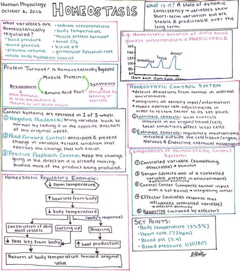 homeostasis worksheet anatomy and physiology | Anatomy Worksheets