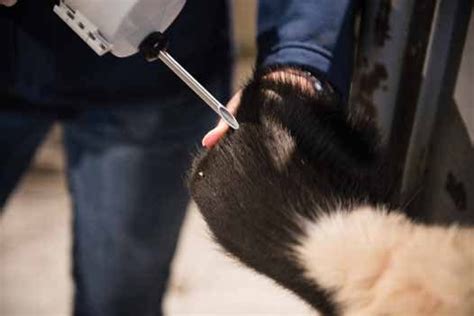 Implants Used In Beef Cattle Are Safe And Efficacious