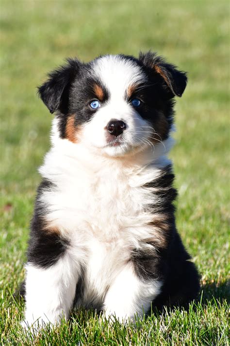 Bailey - Australian Shepherd Puppy for Sale in Millersburg, OH | Lancaster Puppies