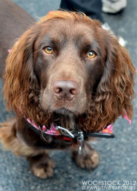 our working cocker spaniel jackson brown | Chocolate cocker spaniel ...