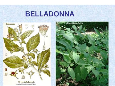 Belladonna ΑΝΤΙΜΕΤΩΠΙΣΗ ΟΞΕΩΝ ΚΑΤΑΣΤΑΣΕΩΝ ΜΕ ΟΜΟΙΟΠΑΘΗΤΙΚΗ Youtube