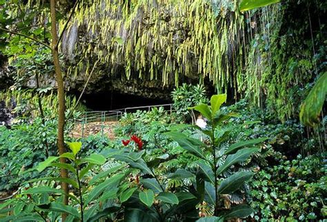 Fern Grotto In Kauai Fern Grotto Hawaii Pictures Kauai