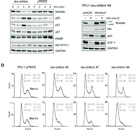 Mortalin Knockdown Induces Growth Inhibition In The Ptc Cell Line Download Scientific Diagram