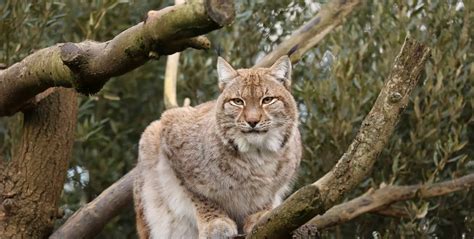 Eurasian Lynx Habitat