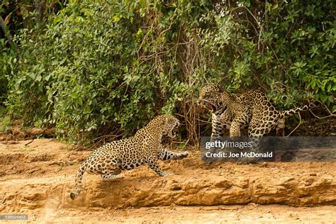 Jaguar Fight High-Res Stock Photo - Getty Images