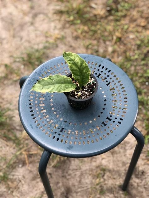 Hoya Multiflora Variegated 3″ Pot Gardino Nursery