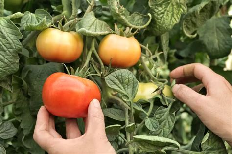 How to Ripen Tomatoes on the Vine - The Real Gardener