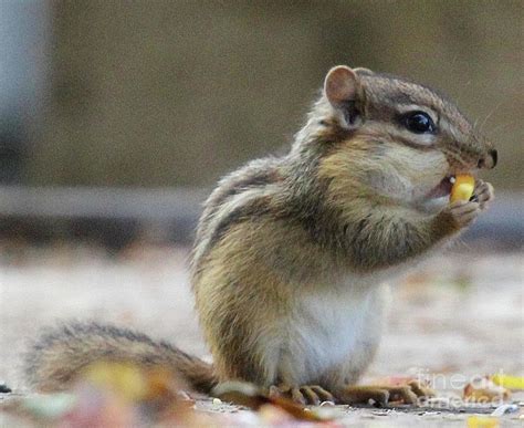 Young Chipmunk Eating Corn Photograph by Scott D Van Osdol