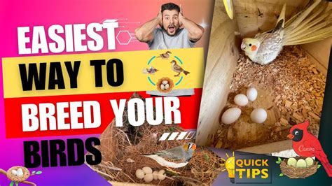 Easy Way To Breed Birds Breeding Tips Eggs Food Budgies